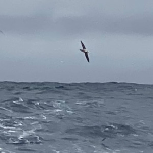 Fly of albatros above Groupe SETIN