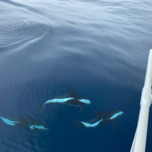 Commerson's dolphins accompany Pip Hare