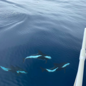 Des dauphins de Commerson accompagnent Pip Hare