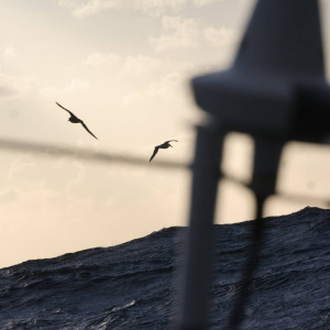 Fly of albatros above Seaexplorer - YC de Monaco 