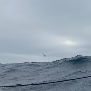 An albatross flying over a wave