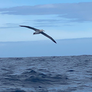 Un albatros rend visite à Alexia Barrier (TSE - 4MYPLANET)