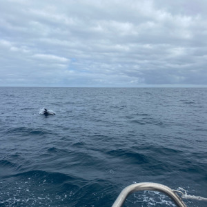 Ari Huusela a croisé la route d'un dauphin