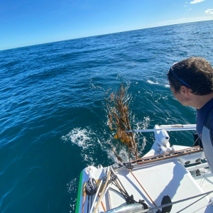 Kelp algae are everywhere around La Isla de Los Estados, painful for keel and rudders