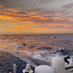 On his way up the South Atlantic, Romain Attanasio met a dolphin during a beautiful sunset