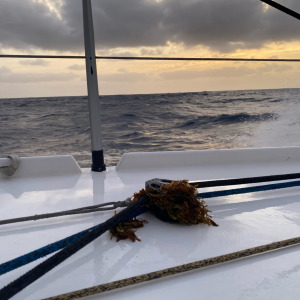 Les sargasses s'invitent à bord de l'IMOCA Stark